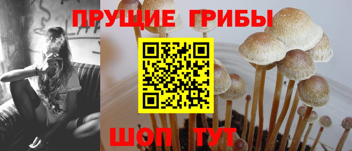 Джанкой  Псилоцибиновые грибы Psilocybine cubensis  Вход с VPN 